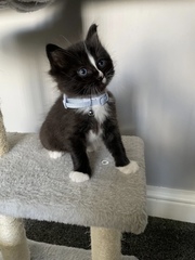 Name ideas please for boy kitten please (pics attached)