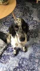 Is there a breed I'm missing?