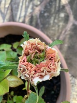 Strange Roses