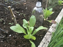 Anyone grown calendula seedlings?