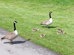 ADs shelter in The Sleeping Swans and have a group hug