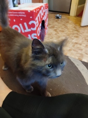 Helping a timid cat
