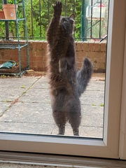 Chez Ollie - All welcome especially Not My Cats. General Cat chat thread