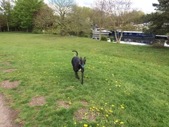 New to dog ownership. I’m thinking a greyhound.  But we live in a garden flat?