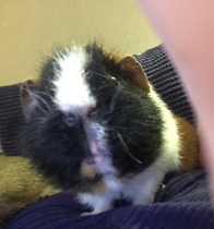 Do I need to separate my pigs?