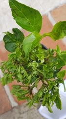 Young Hydrangea Plant - Black spots all over the stem