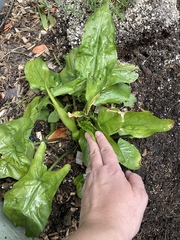 Another plant ID one!!