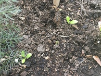 Anyone grown calendula seedlings?