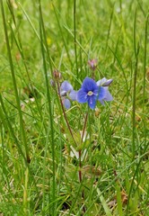 #nomowmay - what's popped up in your lawn?