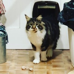 A strange cat has just climbed into my bedroom