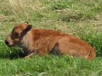 Wild animals kept in uk private homes