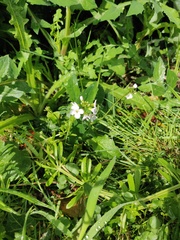 #nomowmay - what's popped up in your lawn?