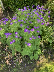 Recommendations for Plant ID apps?