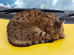 Thug cat part 3.  Unbidden guests are often welcomest when they are gone.
