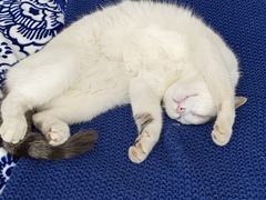 Let's see your sleeping cat pictures