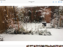 Trees in small gardens