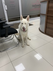 Dogs in offices