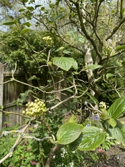 Can anyone ID this tree please?