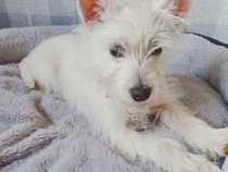 Naming a dog. Does she look like a .... or an ..... or neither?