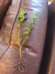 Mystery sapling!