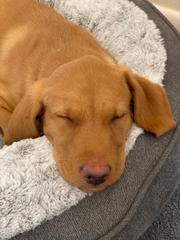 Puppy Survival Thread - May