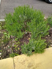 Lavender spreading everywhere!