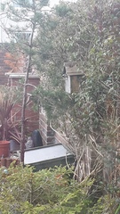 Watching birds (and other wildlife) in the garden