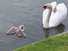 ADs shelter in The Sleeping Swans and have a group hug