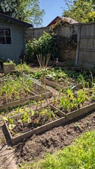Allotment/Veg Patch Thread 16  Weather weirdness prevails !