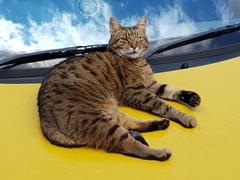 Thug cat part 3.  Unbidden guests are often welcomest when they are gone.