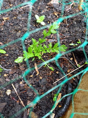 Veg seedlings? ID please!