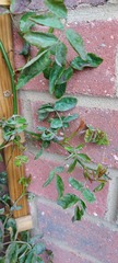 Rose help please