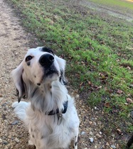 Is there a breed I'm missing?