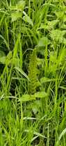 What is this strange shoot in the bog?