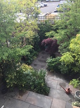 Trees in small gardens