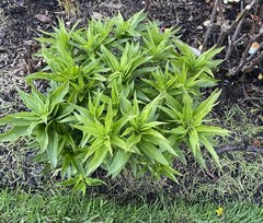 Plant ID please