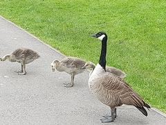 ADs shelter in The Sleeping Swans and have a group hug