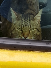 Thug cat part 3.  Unbidden guests are often welcomest when they are gone.