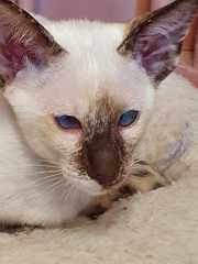 How best to introduce kittens to our resident Siamese?