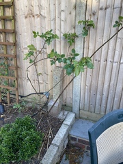 2 questions in 1 thread! ID and roses, thanks
