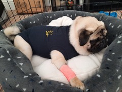 Puppy Survival Thread - May
