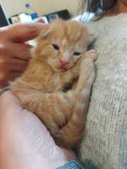 Name ideas for new kitten please