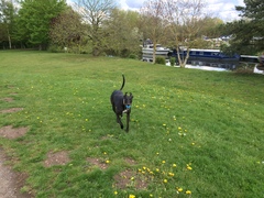 New to dog ownership. I’m thinking a greyhound.  But we live in a garden flat?