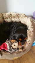 MIL is about to inherit a Cavvie, what should she know, good and bad?!
