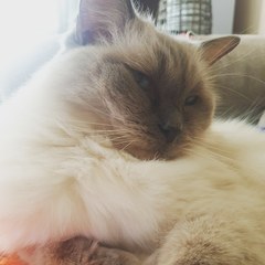 What’s your cats names?
