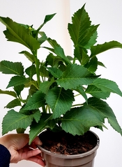 Dahlia - nipping and cutting too late?