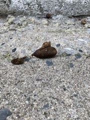 I think someone has flung cat/small dog poo around my back yard.