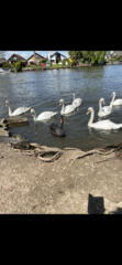 To show you this swan