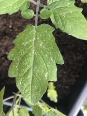What’s wrong with my tomatoes?