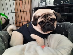 Puppy Survival Thread - May